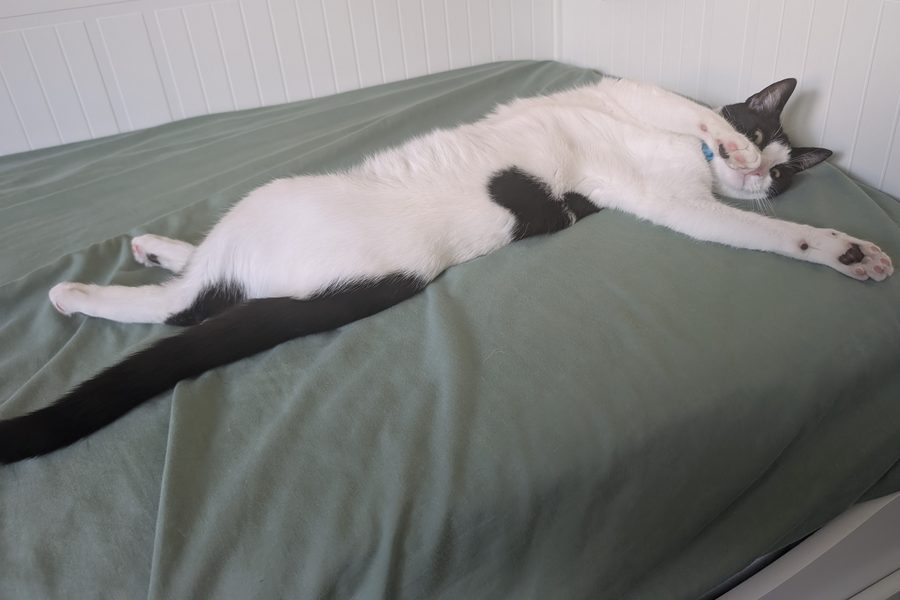 Tokyo stretched out full length on a green bedspread.