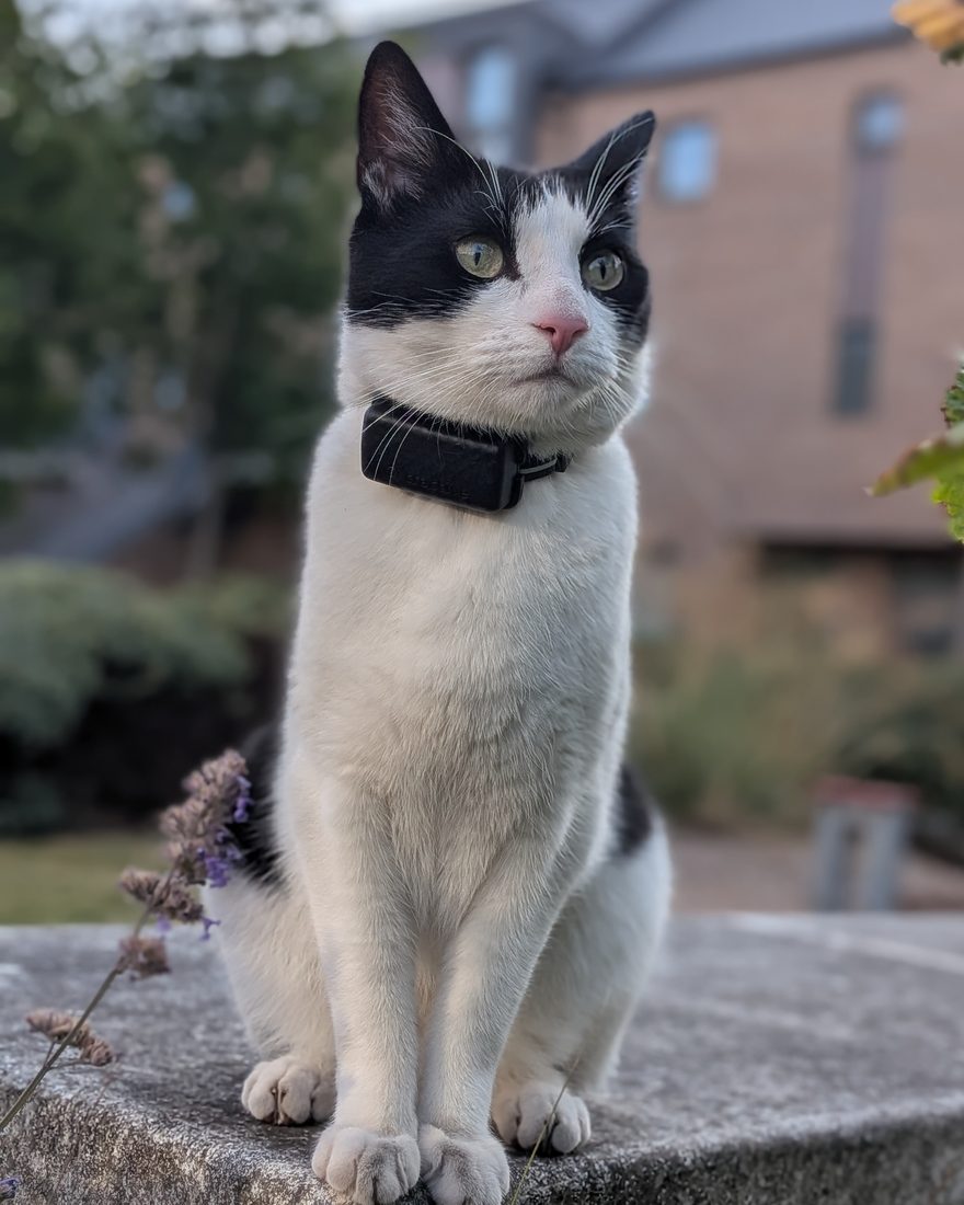 Tokyo, a black-and-white cat, sitting upright on a garden wall and looking off to one side.